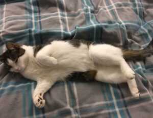 has lake yiganlawi ever dried up