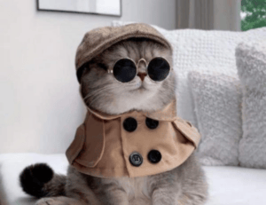 what to serve with zavagouda