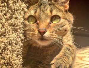 80 uf a pesos chilenos