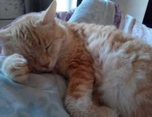 casimir schmidt vriendin