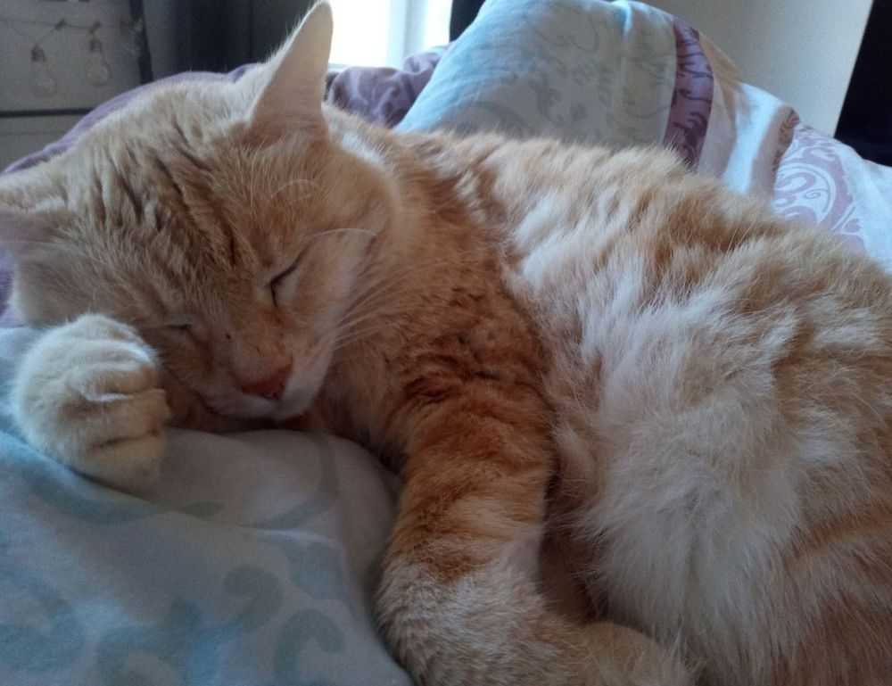 casimir schmidt vriendin