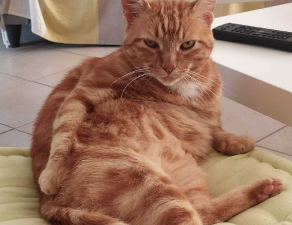 godinez el chavo cuerpo completo