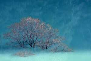 goedemorgen bloemen gif