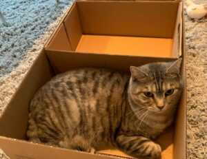 grecas en la nuca hombre