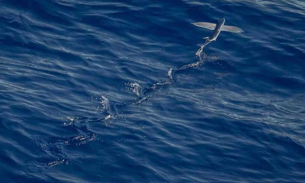 miss marie elisabeth