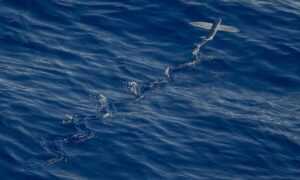 miss marie elisabeth