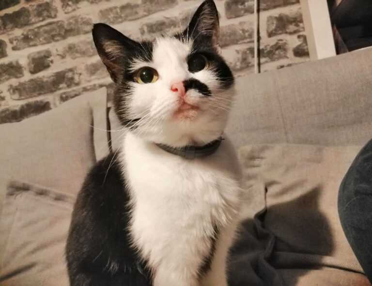 tamilyogi. vip home page