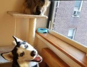 thecosmonaut onlyfans