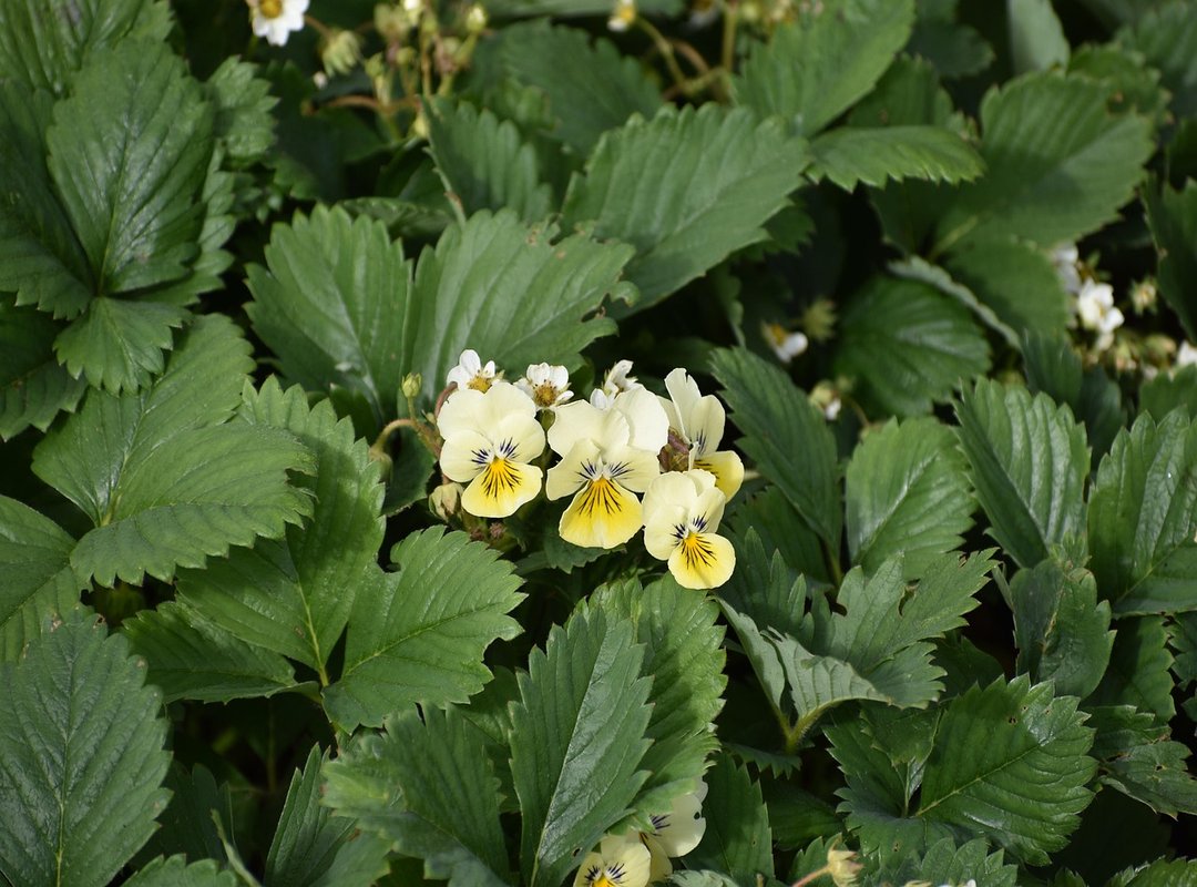 Does Komatelate Good for Pregnancy